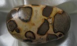 Kalkcholit - omletý kámen 